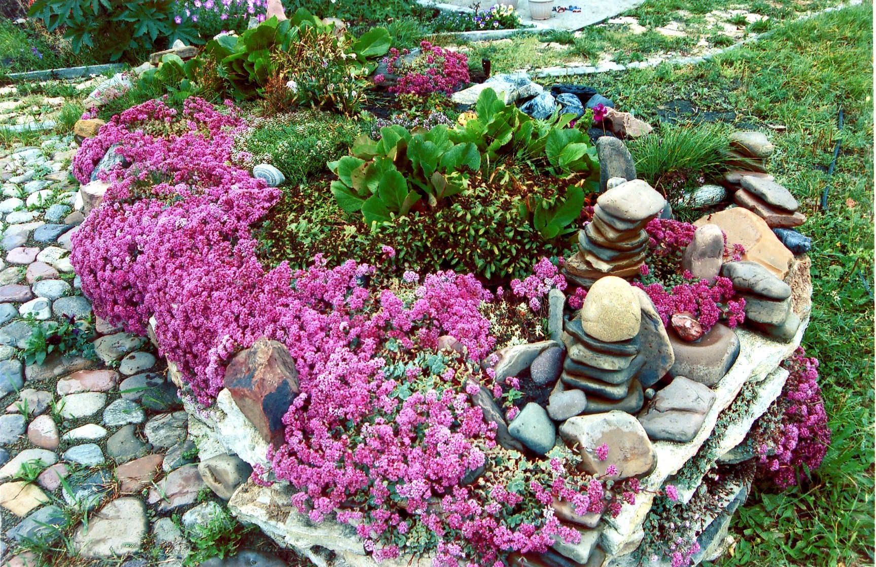 Какие цветы для альпийской горки фото с названиями и описанием