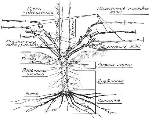 Корневая Система У Винограда Фото